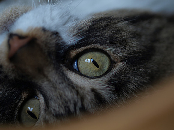 20110123-Charlie-P1230266