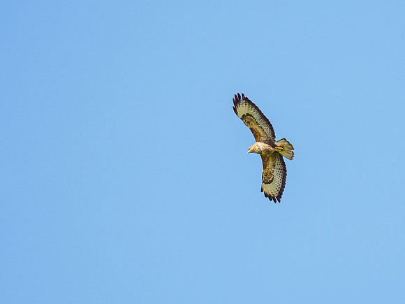 Buzzard (Buteo buteo)