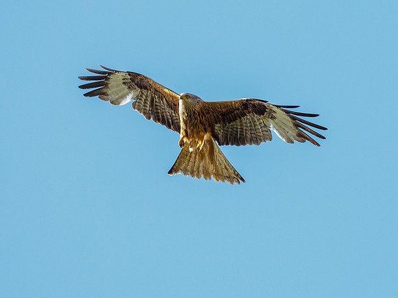 Red Kite (Milvus milvus)