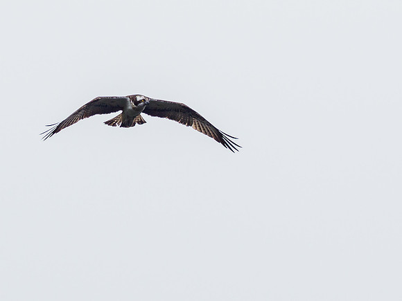 Osprey (Pandion haliaetus)
