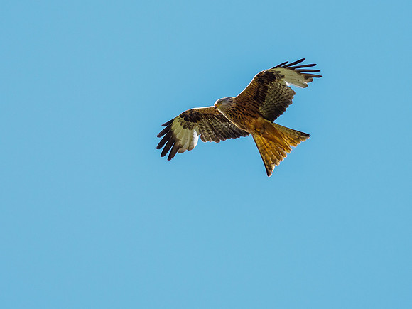 Red Kite (Milvus milvus)