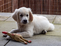20200801-Gus-EM127057