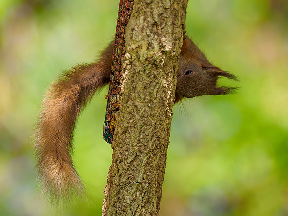Red Squirrel (Sciurus vulgaris)