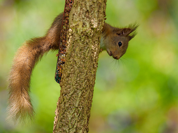 Red Squirrel (Sciurus vulgaris)