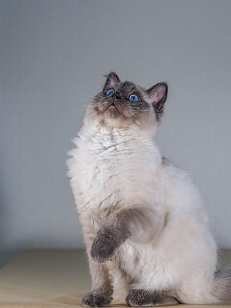 Poser