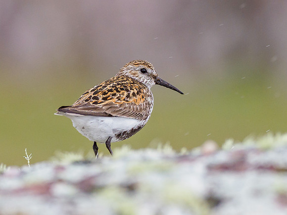 Dunlin in the Rain