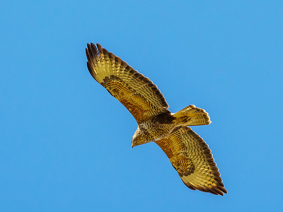 Buzzard (Buteo buteo)