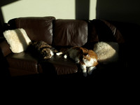 20110215-Cats-P2150629