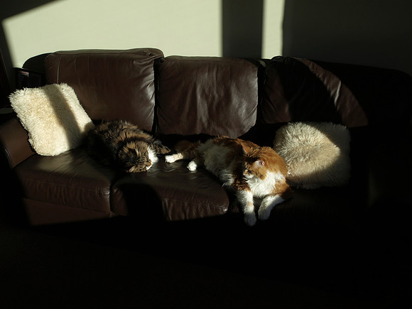 20110215-Cats-P2150629