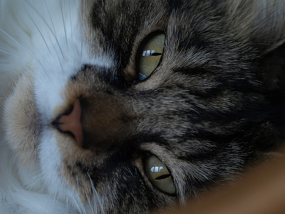 20110123-Charlie-P1230268