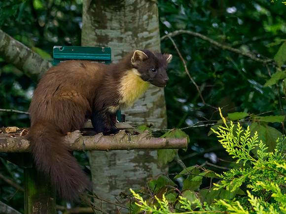 Pine Marten in Daylight