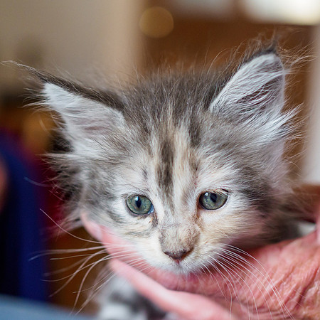 Kitten at 6 Weeks