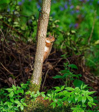 Red Squirrel (Sciurus vulgaris)