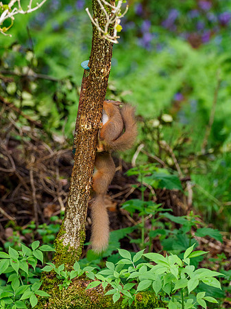 Squirrel Stack