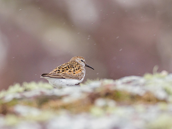 Dunlin in the Rain