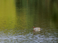 Teal (Anas crecca)