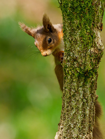 20220503-Red Squirrel-EM124287-Edit