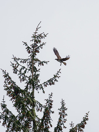 Osprey (Pandion haliaetus)