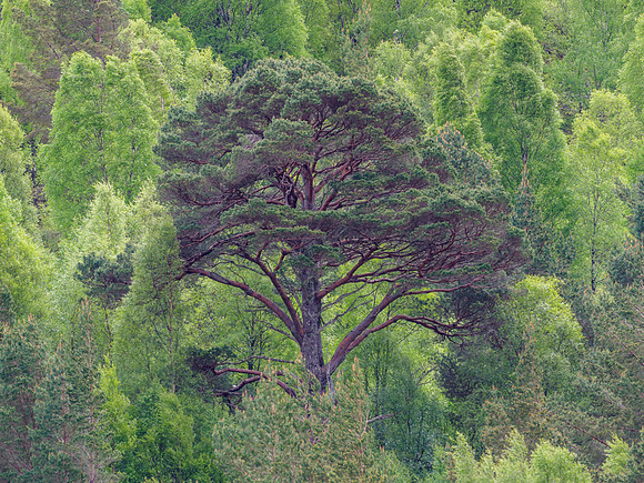 I see Trees of Green