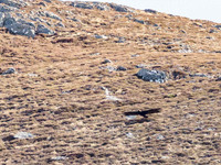 Golden eagle (Aquila chrysaetos)