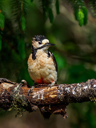 Great Spotted Woodpecker (Dendrocopos major)