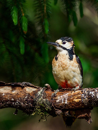 Great Spotted Woodpecker (Dendrocopos major)