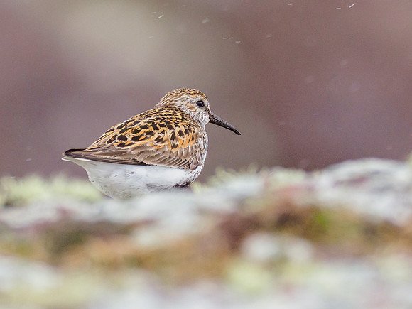 Dunlin in the Rain