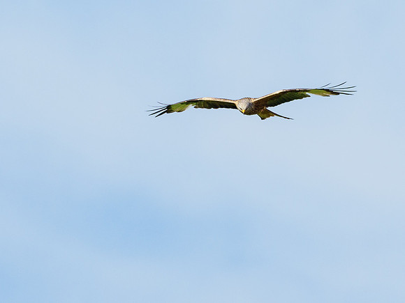 Red Kite (Milvus milvus)