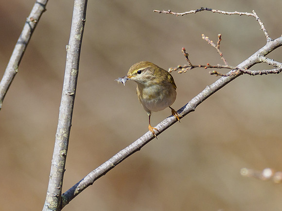 Willow warbler (Phylloscopus trochilus)