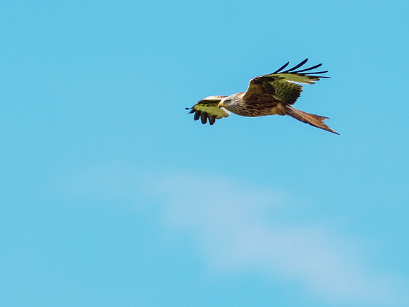 Red Kite (Milvus milvus)