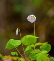 20220501-Balmacaan Wood-EM124107