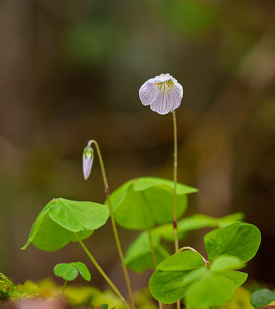 20220501-Balmacaan Wood-EM124107