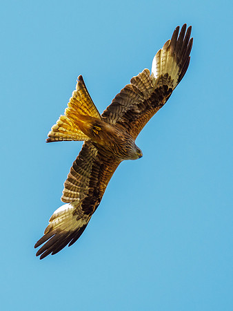 Red Kite (Milvus milvus)