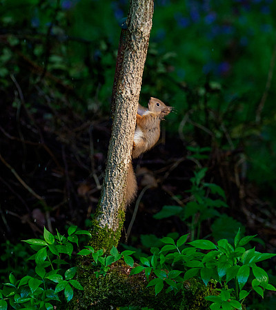 Red Squirrel (Sciurus vulgaris)