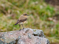 Wheatear (Oenanthe oenanthe)