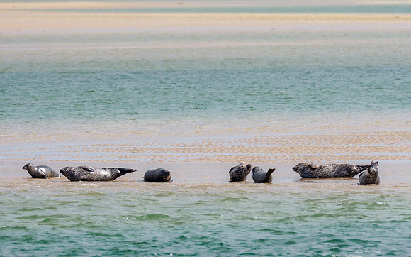Harbour Seals (Phoca vitulina)