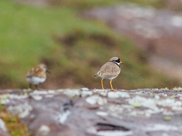 Ringed plover and Dunlin