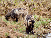Feral Goats