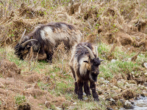 Feral Goats