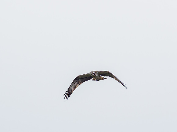 Osprey (Pandion haliaetus)