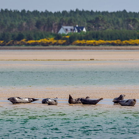 Harbour Seals (Phoca vitulina)