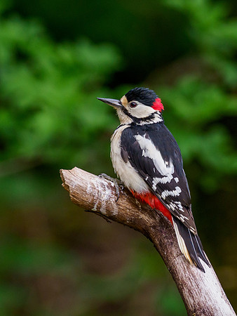Great Spotted Woodpecker