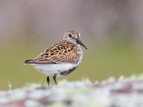 Dunlin in the Rain