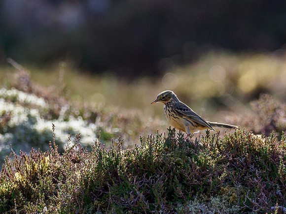 Meadow Pipit (Anthus pratensis)