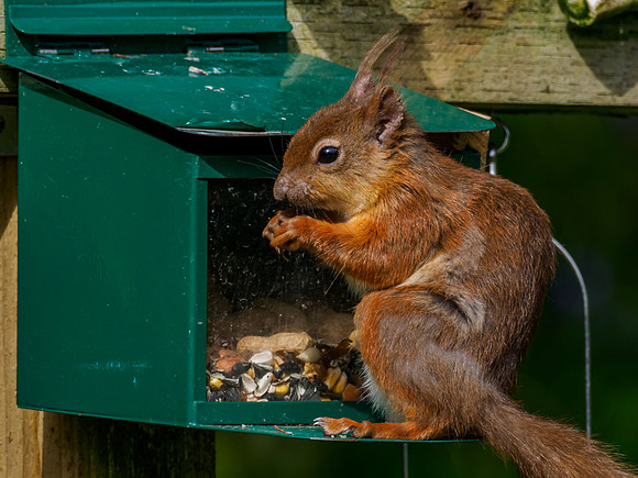 Red Squirrel (Sciurus vulgaris)