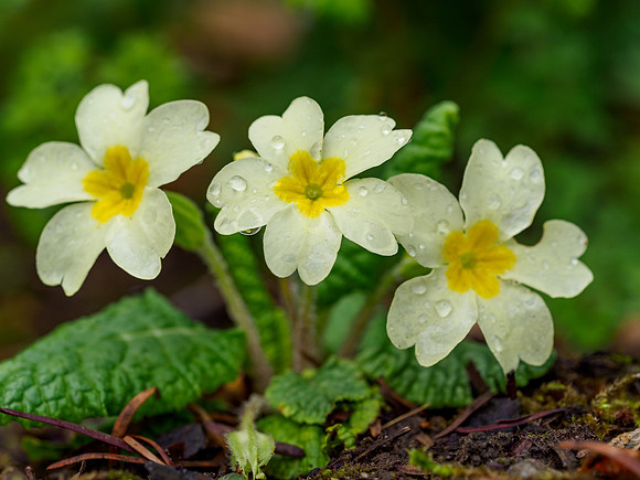 20220508-Garden-EM124639