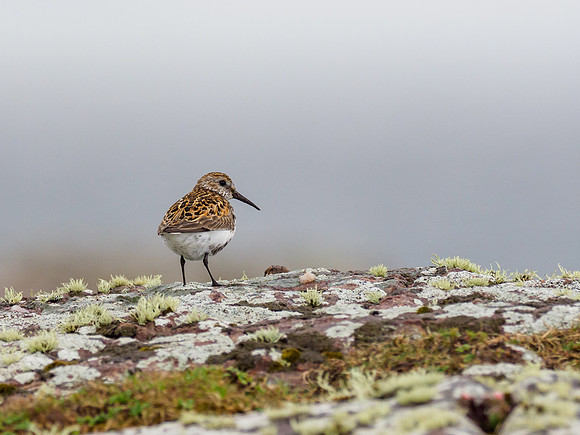 Dunlin in the Rain