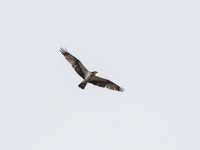 Osprey (Pandion haliaetus)