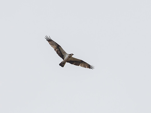 Osprey (Pandion haliaetus)