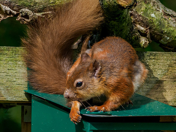 Red Squirrel (Sciurus vulgaris)